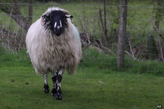 Sheep jogging towards the camera