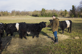 Belted Galloway cattle with farmer Ed (The Wandering Herd)