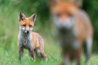 fox cub