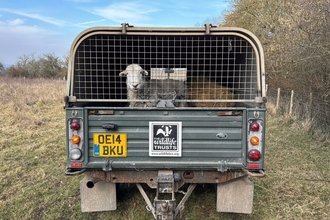 Herdwick in truck