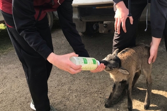 A boy smiles as he leans over and botle feeds a buff and brown coloured lamb resting against the leg of a livestock officer