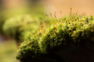 Mossy carpet on wall - Coed Crafnant