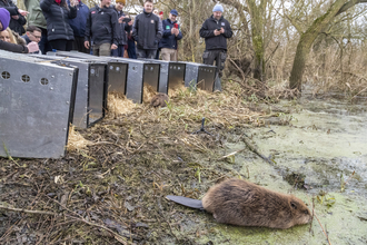 Beaver Release - Beaver Trust