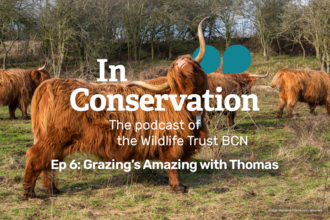 A Highland cow tilts its head to use its horn as a back scratcher