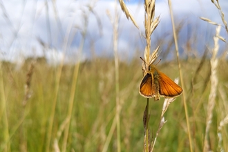 Skipper butterfly at Trumpington meadows Nature Reserve by Rebecca Neal