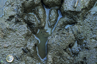 A beaver footprint in wet mud, partially filled with water