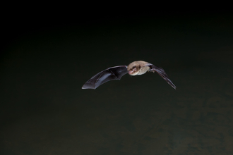 Daubenton bat in flight