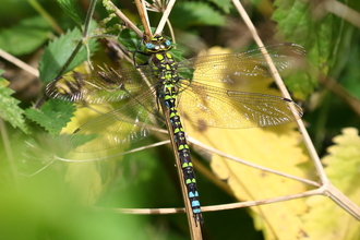 Southern Hawker