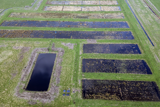 Paludiculture beds