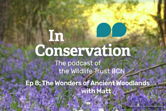 In Conservation Episode 8: The wonders of ancient woodlands