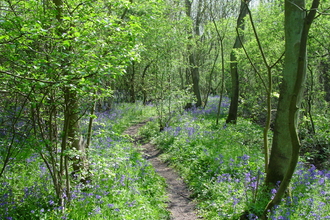 A tempting path leads through a sunny, green coppiced woodland
