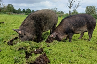 Lilbourne pigs
