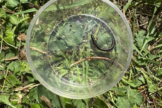 Millipede in bug pot