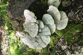 Maulden Woods