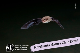Bat