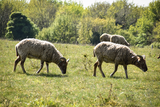 Sheep at Pegsdon