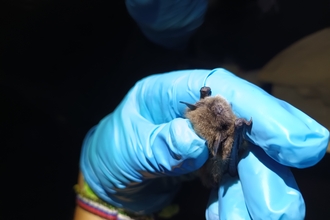 Whiskered bat