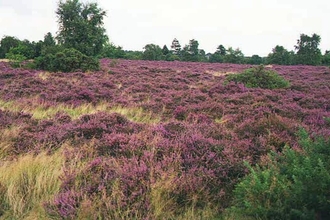 Coopers Hill