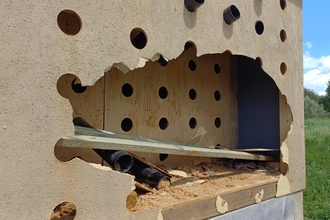 Sand martin box damage
