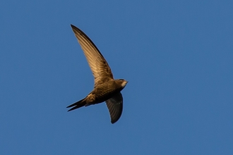 Swift in flight
