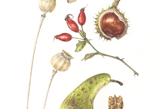 Autumn botanical sketchbook drawing