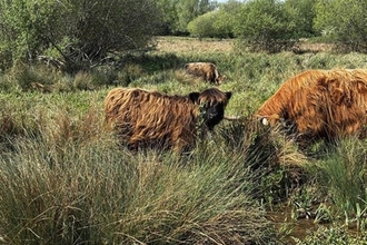Highland calf Northants