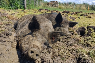 Lilbourne pigs 2