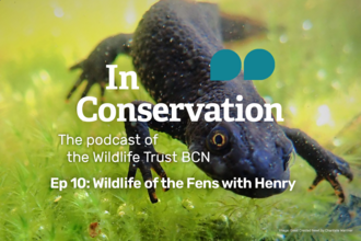 A great crested newt as a background for episode 10 of In Conservation