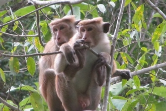Sri Lanka