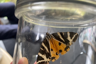 Image of jersey tiger moth in jar