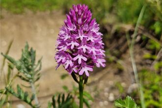 Pyramidal orchid