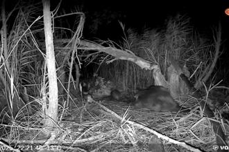 Beaver kits