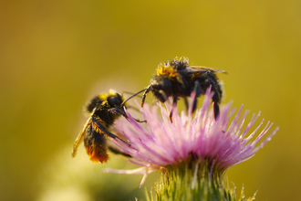 bees