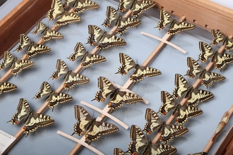 Museum Swallowtails