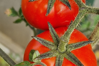 2 tomatoes
