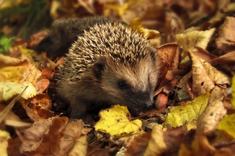Hedgehog in leaves 