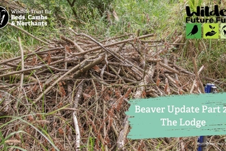 Beavers Six Months on Part 2
