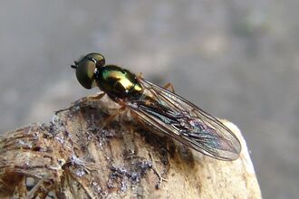 Soldier fly - JS