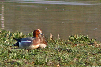 Wigeon - Ian Rose