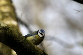 Blue tit - David Hopley