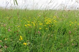 Grassland
