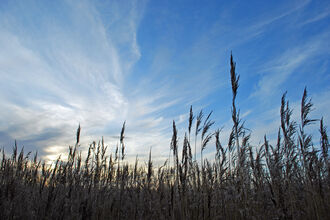 Great Fen reeds - Henry Stanier