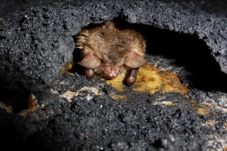 A bat tucked in a rocky crevice