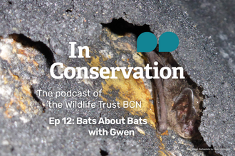 In Conservation episode 12 - bats about bats