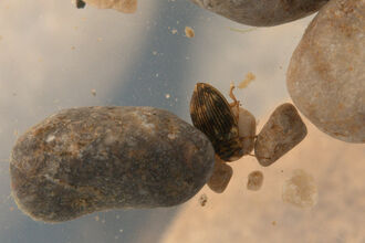 Water beetle - Brian Eversham