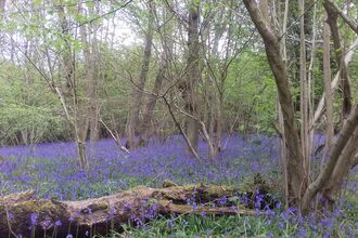 Bluebell wood
