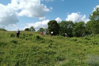 Volunteers looking for orchids on a grassy slope