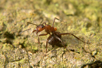 Ant pic - BE