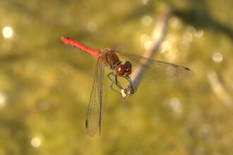 Dragonfly