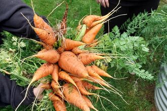 bunch of carrots